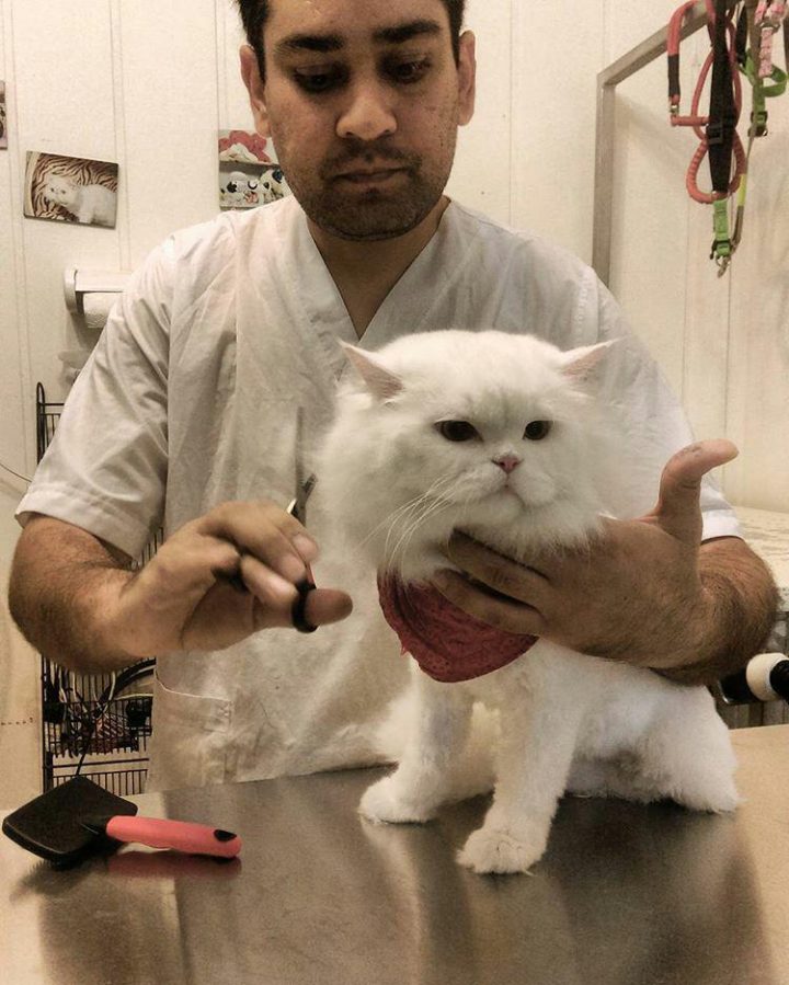 خوش تیپ ترین پیشی های ایران پاتوقشون آرایشگاه پرشین پت رو دوست دارند و بدون استرس آرایش میشوند