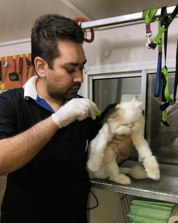 گارفیلد میفرماید  : زیباترین گربه های ایرانی . بهترین آرایشگاه حیوانات ایران را انتخاب میکنند .
